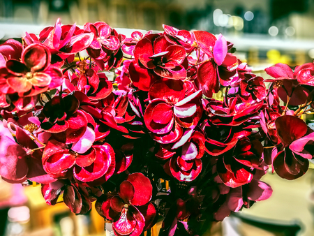 Closeup of Beautiful light Christmas decoration with red flowers. Flowers in the shop. Background for design. Happy new year and Merry Christmas conceptの写真素材