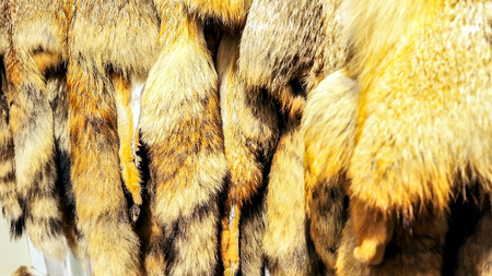 Closeup of the red fox furs. Many fox furs with his head for sale in handcrafted leather good. Fur texture. Portrait of beautiful fox skinの写真素材