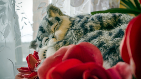 Close up of cute kitten slipping near the window. Beautiful Lazy Gray Striped purebred cat in a sunny day in living room. Mix Shorthair kitten Relaxing and laying on a red roses. Copy space for designの写真素材