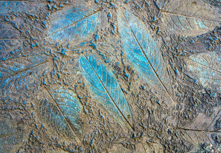 An ancient plant frozen in stone Beautiful patterns, flagstoneの写真素材