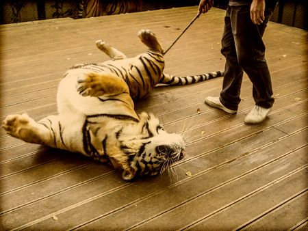 An asian trainer is training the tiger in a cage. Tropical Orange Striped Tiger Paw in Tiger Temple...