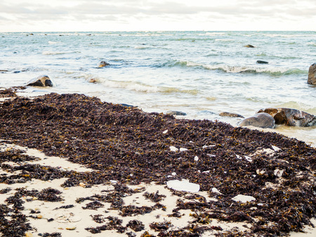 Nature conservation area (Tabasalu Nature Park, Baltic sea). Baltic coastline near Tallin Tabasalu, Estonia. Beach meadows, stones with sea salt adherence and reeds under a partly cloudy skyの写真素材