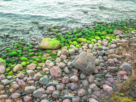Stones with seaweed on the beach at the Baltic Sea in Estonia. Stony beach at the cliff. Colorful stones texture for design, desktop and wallpaperの写真素材