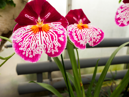 Beautyful flower - Orchids or Miltonopsis, miltonia lindl. on the green background for desktop, wallpaper, postcard. Copy space for design and text.  Decorative plants for gardening and greenhouse.の写真素材