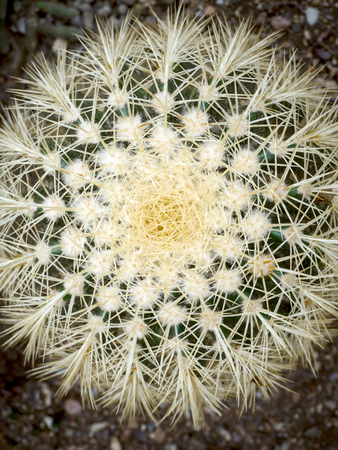 big Echinopsis subdenudata cactus plant. saguaro cactus, also known as cardon grande cactus, echinopsis hedgehog. background for desktop, wallpaper, postcard. Copy space for design or text.の写真素材