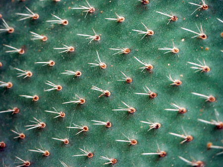 Close up green cactus with needles pattern. Decorative cactus. Big beautiful cactus with needles....