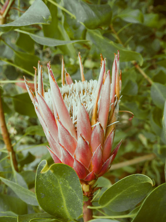 Beautyful flower - Pastel pink King protea plant (Cynaroides) blooming national flower. on green background for desktop, wallpaper, postcard. Copy space. Decorative plants. Instagramm effectの写真素材