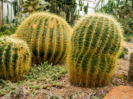 big Echinopsis subdenudata cactus plant. saguaro cactus, also known as cardon grande cactus, echinopsis hedgehog. background for desktop, wallpaper, postcard. Copy space for design or text.の写真素材