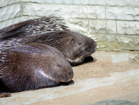 Malayan Himalayan two Tired porcupine -  animals lie on the ground in a sunny day. Zoo in Tallinn,...
