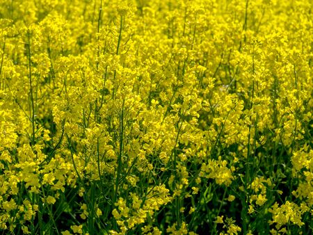 Charm of countryside. Summer panorama created by yellow rape field against blue sky with. spaces...
