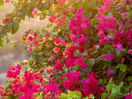 amazing red flowers of oleander against a clean blue sky in Phafos, Cyprus. Wall of red flowers in...
