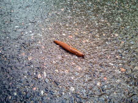 Arion ater - type of slugs from the family of Arionidae. Slug on a Road. Greean forest on the...