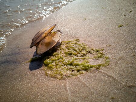 Shell beach and green seaweed on the sea. waves on the background. Copy space. Travel concept