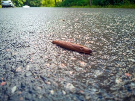 Arion ater - type of slugs from the family of Arionidae. Slug on a Road. Greean forest on the background. Slug is running over a road with asphalt. Copy space for textの写真素材