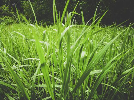 Closeup dew on top of grass for green background. photo of water drops on green grass. Spring,...