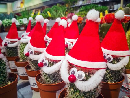 Photo of Cactus with Christmas hat 