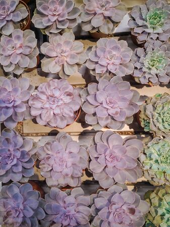 Brightly colored echeveria agavoides succulent house plants. Abstract close up from Crassulaceae family. Horizontal closeup photo with top view. Multi-colored acrylic paints for postcards.の写真素材