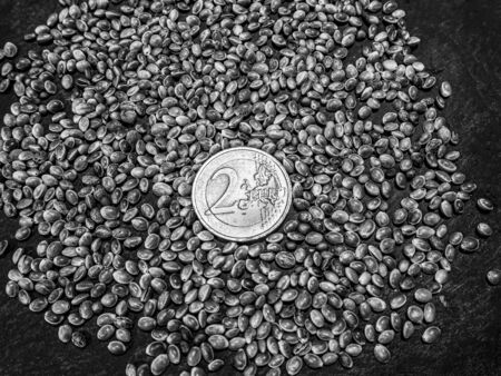 Two euro coin and Cannabis, marijuana, light drugs prescribe, alternative remedy. Hemp seeds. view For desktop, wallpapers, banner. Copy space, text box. Pattern Background. Cannabis Growing Conceptの写真素材