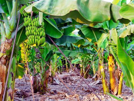 Organic Banana Plantation On Cyprus Island, Banana palm tree in Cyprus. Banana flower close-up. Bananas hanging on banan tree. Banana is a tropical fruitの写真素材