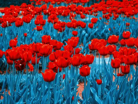 Garden of Eden. Toned image. Garden flowers. Colorful Spring Tulips. Panoramic landscape with multicolor spring flowers in park. Nature background. copy spaceの写真素材