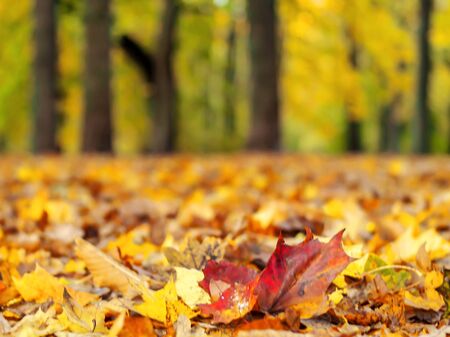 Autumn landscape with road and beautiful colored trees In The Forest. Leaves on road, autumn season in Estonia. selective focusの写真素材