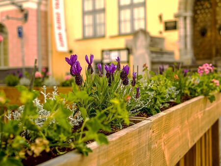 Street Cafe Tables spring Day in the City Street Sunshine Day in Old Town of Tallinn, Estonia. Table And Chairs On Street Cafe Terrace. copy spaceの写真素材