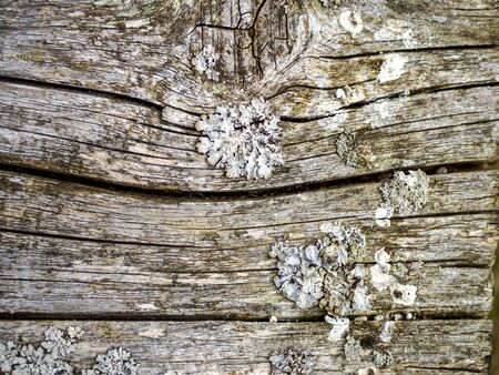 Detail Of Wood With Cracks And Cuts. Grey Wood Texture On The Old Crust. Old grey pine board with moss and lichen. Image for wallpaper, desktop. Copy spaceの写真素材