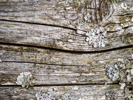 Detail Of Wood With Cracks And Cuts. Grey Wood Texture On The Old Crust. Old grey pine board with moss and lichen. Image for wallpaper, desktop. Copy spaceの写真素材