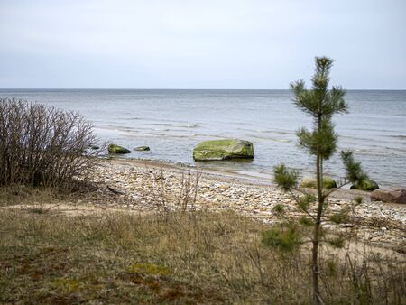 Close Up Of An Old Pine Tree. view from the pine forest located on the beach, blue clear water splashing on the sandy beach, rocky soul with many needlesの写真素材