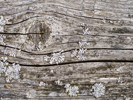 Detail Of Wood With Cracks And Cuts. Grey Wood Texture On The Old Crust. Old grey pine board with moss and lichen. Image for wallpaper, desktop. Copy spaceの写真素材