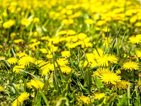 sunny flower field of dandelions, spring blossom. Spring flowers. copy space. Summer time conceptの写真素材