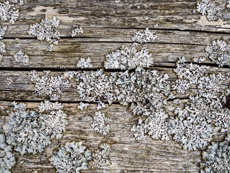 Detail Of Wood With Cracks And Cuts. Grey Wood Texture On The Old Crust. Old grey pine board with moss and lichen. Image for wallpaper, desktop. Copy spaceの写真素材