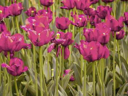 Garden of Eden. Toned image. Garden flowers. Colorful Spring Tulips. Panoramic landscape with multicolor spring flowers in park. Nature background. copy spaceの写真素材