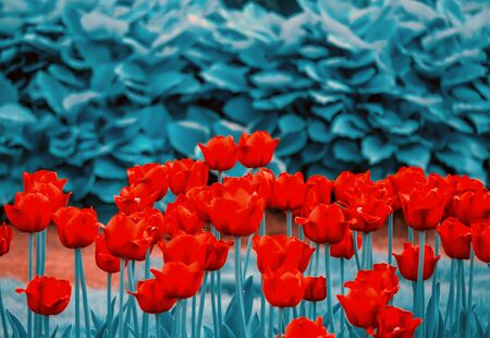 Garden of Eden. Toned image. Garden flowers. Colorful Spring Tulips. Panoramic landscape with multicolor spring flowers in park. Nature background. copy spaceの写真素材