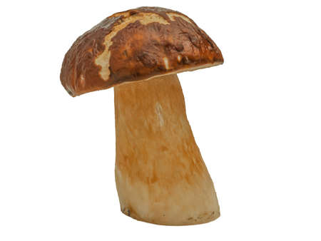 Boletus edulis: cep, penny bun, porcino or porcini is a basidiomycete fungus, and the type species of the genus Boletus. Forest white mushroom isolated on white background. Close up. selective focusの写真素材