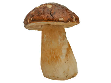 Boletus edulis: cep, penny bun, porcino or porcini is a basidiomycete fungus, and the type species of the genus Boletus. Forest white mushroom isolated on white background. Close up. selective focusの写真素材