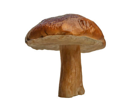 Boletus edulis: cep, penny bun, porcino or porcini is a basidiomycete fungus, and the type species of the genus Boletus. Forest white mushroom isolated on white background. Close up. selective focusの写真素材