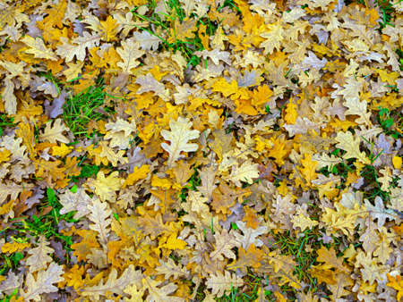 Dry autumn leaves of yellow, red, brown flowers lie on the ground. Bright yellow leaves among the dry maple and oak leaves. copy spaceの写真素材