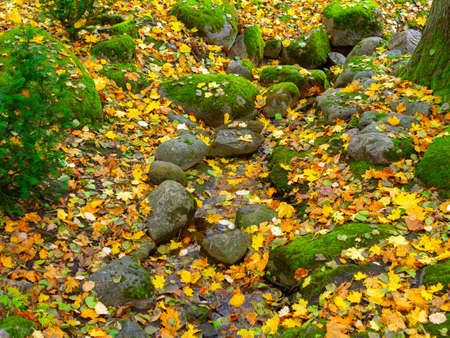 Autumn, Gold Trees in a park. The Season Of Colour. Autumnal Park. Trees And Leaves. Background group autumn orange leaves.の写真素材