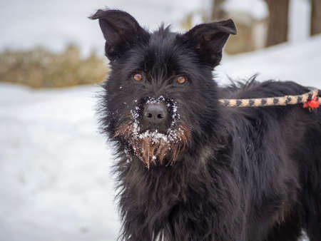 Black pet dog with snow.. Playing with the snow. Adorable dog enjoying her time, winter time. Copy spaceの写真素材