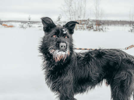 Black pet dog with snow.. Playing with the snow. Adorable dog enjoying her time, winter time. Copy spaceの写真素材