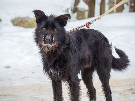 Black pet dog with snow.. Playing with the snow. Adorable dog enjoying her time, winter time. Copy spaceの写真素材