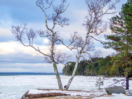 Trees a mountain pick, winter time. cliff on the coast of the Baltic sea. Suurupi in Estonia. Rocky Coasline. copy space. vacation and freedom concept. The view of big icicles and frozen waterの写真素材