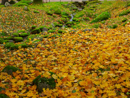 Autumn, Gold Trees in a park. The Season Of Colour. Autumnal Park. Trees And Leaves. Background group autumn orange leaves.の写真素材
