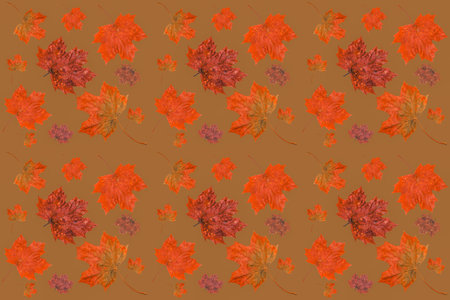 Abstract seamless texture, art wallpaper. Red and yellow autumn maple leaves Close Up and Collection of beautiful colourful leaves.Concept of autumn. Filtered image.の写真素材
