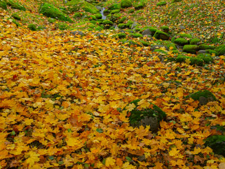 Autumn, Gold Trees in a park. The Season Of Colour. Autumnal Park. Trees And Leaves. Background group autumn orange leaves.の写真素材