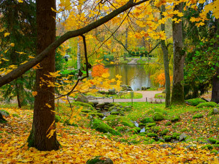 Autumn, Gold Trees in a park. The Season Of Colour. Autumnal Park. Trees And Leaves. Background group autumn orange leaves.の写真素材