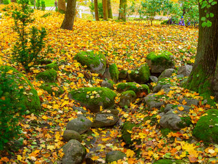Autumn, Gold Trees in a park. The Season Of Colour. Autumnal Park. Trees And Leaves. Background group autumn orange leaves.の写真素材