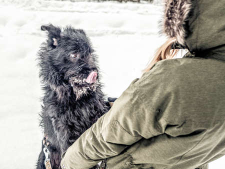 Young woman playing with funny Black pet dog with snow. on the background. Playing with the snow. Adorable dog enjoying her time, winter time. Copy spaceの写真素材