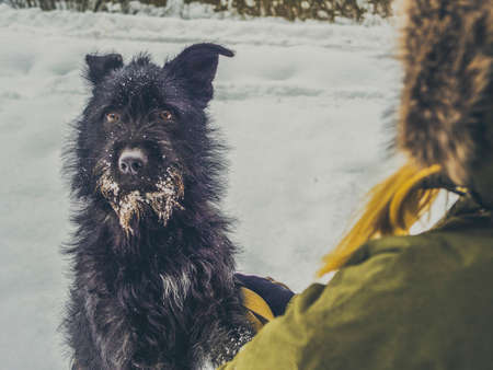 Young woman playing with funny Black pet dog with snow. on the background. Playing with the snow. Adorable dog enjoying her time, winter time. Copy spaceの写真素材